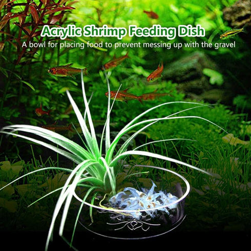 Acrylic Aquarium Shrimp Feeding Dish Bowl, Transparent Food Container Feeder Tray for Smaller Reptiles and Pets
