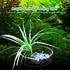 Acrylic Aquarium Shrimp Feeding Dish Bowl, Transparent Food Container Feeder Tray for Smaller Reptiles and Pets
