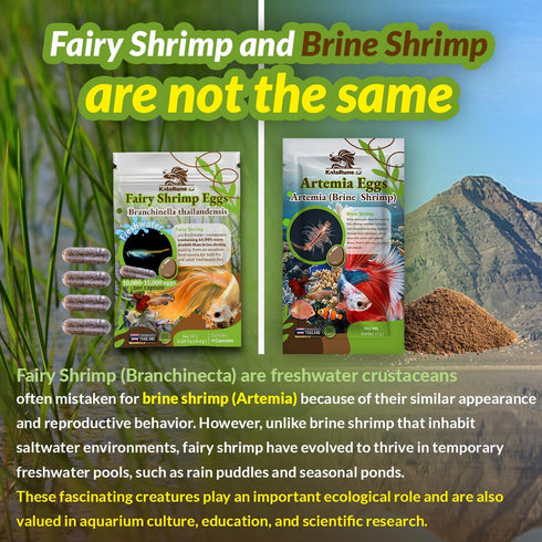 4 Freshwater Fairy Shirmp Eggs - for Hatching,High Protein Live Fish Food for Newborn Fry, Betta Fish, and Other