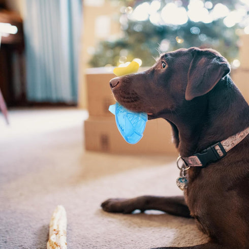 Summer 6.89 Inch Milisten Freezable Dog Chew Toy Bone Shape Cooling Teether Interactive Play Durable TPR Material