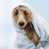 Eye Envy Moisturizing Pet Shampoo 16oz | Gentle, Fragrance Free, Cleans, Softens, Adds Shine, Safe for Puppies & Kittens