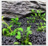 2 LB Freshwater Planted Aquarium Substrate - Aquatic Plant Cultivation Medium