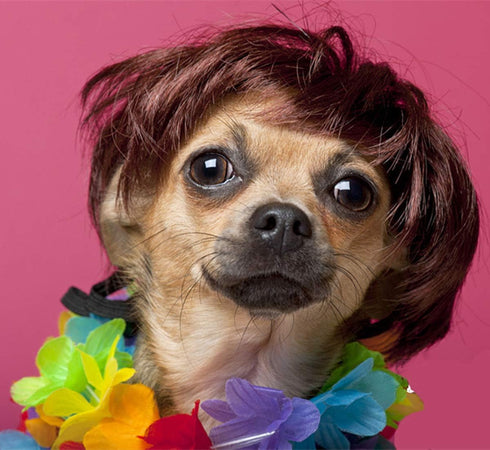Pet Costume Dog Wig with Collar & Tie Apparel for Halloween, Christmas, Parties (Dark Brown)