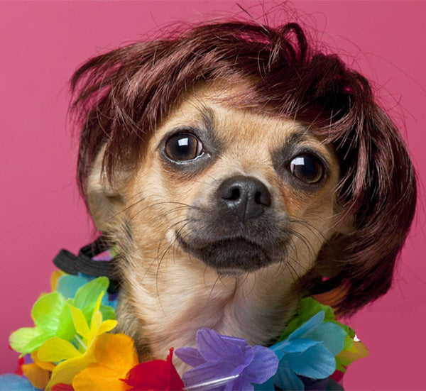 Pet Costume Dog Wig with Collar & Tie Apparel for Halloween, Christmas, Parties (Dark Brown)