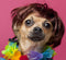 Pet Costume Dog Wig with Collar & Tie Apparel for Halloween, Christmas, Parties (Dark Brown)