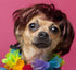 Pet Costume Dog Wig with Collar & Tie Apparel for Halloween, Christmas, Parties (Dark Brown)