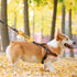 Rescue Dog Anxious Dog Leash Sleeve Gift for Nervous Dogs (Anxious Space Sleeve)
