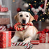 Liliful 24 Pieces Christmas in July Dog Rope Toys | Candy Cane Chew Toys for Small Medium Large Dogs