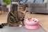 Interactive Cat Slow Feeder Bowl, Cat Treat Puzzle Feeder for Healthy Weight - 8.27 x 8.27 x 4.76 inches (Orange)