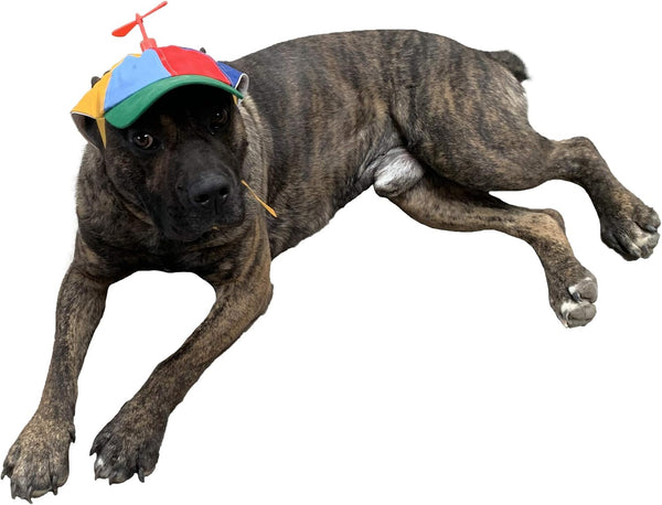 GEANBAYE Dog Hats with Funny Propeller - Size and Rope Double Adjustment for Small, Medium, Large Dogs and Cats