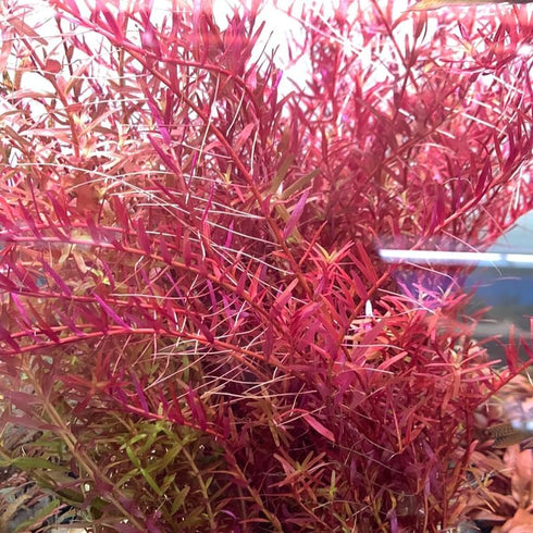 1 5 7 H'ra Red Rotala Rrotundifolia Aquarium Plants Live, Bundle Rotala Aquatic Plants, No Root, to Stems, Live