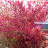 1 5 7 H'ra Red Rotala Rrotundifolia Aquarium Plants Live, Bundle Rotala Aquatic Plants, No Root, to Stems, Live