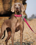 6ft Dog Leash for Small Medium Large Dogs - One-Sided Reflective Nylon with Padded Handle - Hot Pink