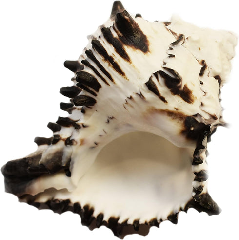 Florida Shells and Gifts Inc. (4"-5") (2" Black Murex Shell Seashell Beach Decor Crafts Air Plants XL Hermit Crab