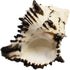 Florida Shells and Gifts Inc. (4"-5") (2" Black Murex Shell Seashell Beach Decor Crafts Air Plants XL Hermit Crab