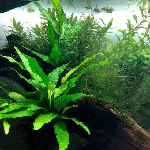 PLANTEREST BUY2GET1FREE Microsorium Pteropus Java Fern Potted Live Aquarium Plant Tropical Freshwater Decorations