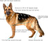 Trimmer, Dogs Hair Dogs Shaver Clippers Grooming Kit - Low Noise Cordless Rechargeable Dog & Cat Horses Clippers, Heavy