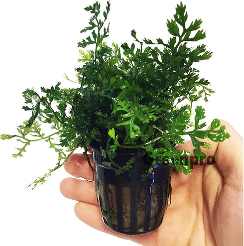 Bolbitis Difformis Baby Leaf Fern Potted Live Aquarium Plants for Freshwater Fish