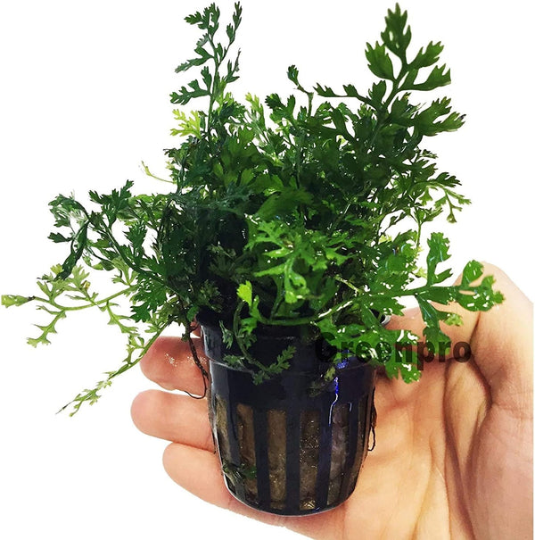 Bolbitis Difformis Baby Leaf Fern Potted Live Aquarium Plants for Freshwater Fish