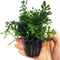 Bolbitis Difformis Baby Leaf Fern Potted Live Aquarium Plants for Freshwater Fish