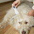 Trimmer 4 Hemoton Rechargeable Dog Hair Clipper USB Electric Pet Hair Low Noise Grooming Kit with Cleaning Brush