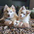 Interactive Dog Toys - Dog Puzzle Toy, Squeak Toys for Stress Release and Boredom for All Dog Sizes