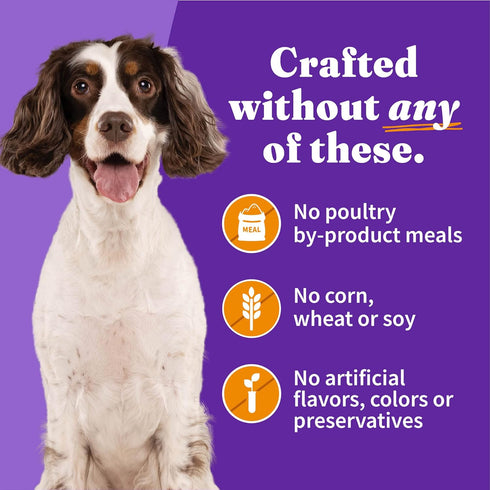 Halo Adult Dog Chicken Stew, 5.5 oz. Can (Pack of 12)