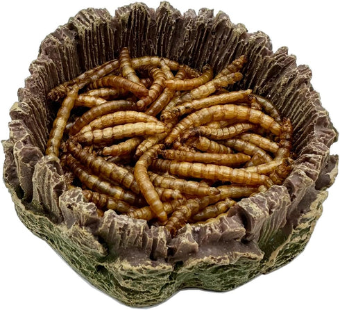 2 Pack Small Reptile Food Bowl - Feeding Dish for Bearded Dragon, Gecko, Lizard, Frog