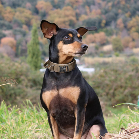 EXCELLENT ELITE SPANKER Tactical Dog Collar, Nylon Adjustable Training Collar for Medium & Large Dogs