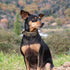 EXCELLENT ELITE SPANKER Tactical Dog Collar, Nylon Adjustable Training Collar for Medium & Large Dogs