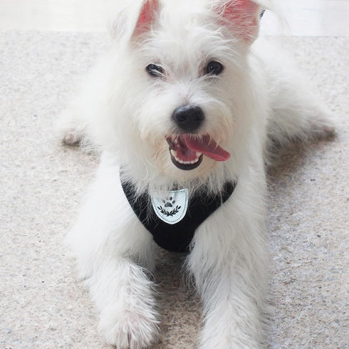 Hypeety Pet Dog Vest Harnesses, Adjustable Mesh Harness for Travel, Chest Strap Vest, Reflective (M, Black)