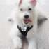 Hypeety Pet Dog Vest Harnesses, Adjustable Mesh Harness for Travel, Chest Strap Vest, Reflective (M, Black)