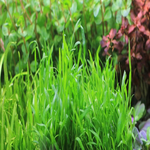 PLANTEREST BUY2GET1FREE Micro Sword Lilaeopsis Novaezelandiae Bundle Live Aquarium Plant Decorations