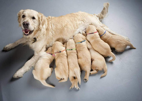 Puppy Collars for Litter - Soft Nylon Safety Whelping Litter Collar for Newborn Pets with Record Keeping Charts (12pcs,