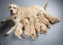 Puppy Collars for Litter - Soft Nylon Safety Whelping Litter Collar for Newborn Pets with Record Keeping Charts (12pcs,