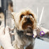 12 PCS Soft Silicone Scissors Finger Rings for Pet Grooming, Thumb Inserts, Finger Protector Ring for Animal Hair