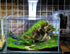 10 Azil Aquascape Bonsai Driftwood Tree Premium Natural Aquarium Decor for Fish Tanks, Freshwater Aquariums, Hardscape