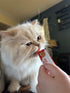 Pack 60 Pack Rena's Recipe Kitty Licks Lickable Cat Treats Chicken Variety Tubes Creamy Cat Treat Pure Grain Free Cat