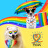 60 10 Pcs Rainbow Dog Bandana, Dog Bandanas Gay Pride Rainbow Scarves Bibs LGBT Dog Handkerchief for Dog Puppy Cat Pet
