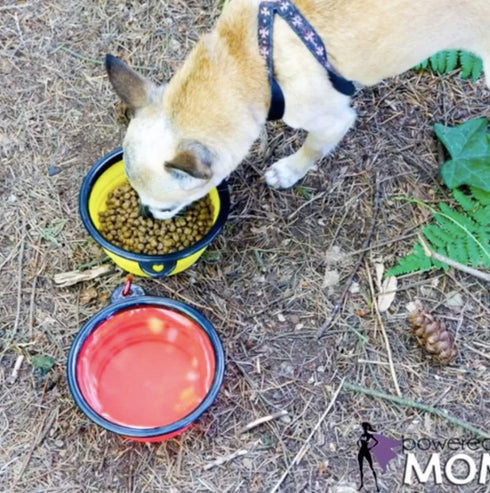 Mr. Peanut's Collapsible Dog Bowls, Set of 3 Colors, Dishwasher Safe BPA Free Silicone Portable Pet Bowls for Travel,