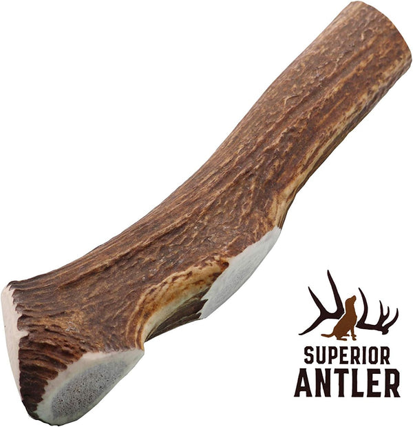 1-GIANT-JUMBO Whole Elk Antler for Dogs - All Natural Premium Grade A Chew for Dogs 60-90+ Lbs