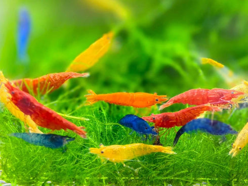 (Pack 10) Mix Neocaridina Shrimps for Freshwater Aquariums