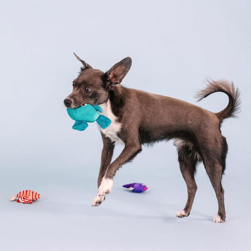 Fringe Studio Plush Dog Toy Set, Any Fin is Possible, Small 3 Piece Pet Shop Collection (662084)