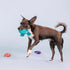 Fringe Studio Plush Dog Toy Set, Any Fin is Possible, Small 3 Piece Pet Shop Collection (662084)