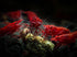 Swimming (10, (5 Creatures Premium Neocaridina Shrimp Freshwater Aquarium Shrimp Premium Mix Colors))