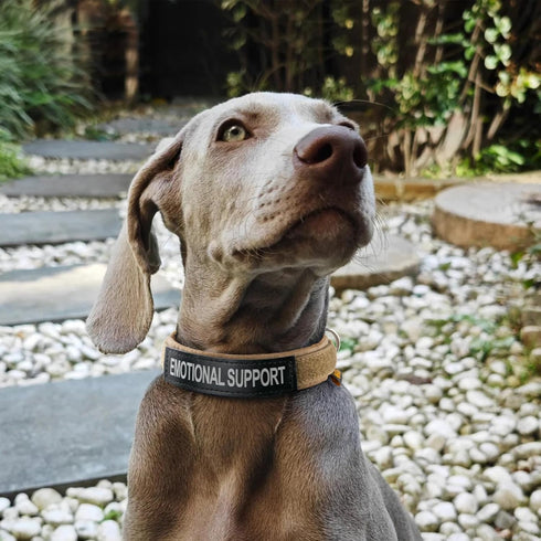 EXCELLENT ELITE SPANKER Nylon Puppy Dog Collar, Adjustable Soft Padded Heavy Duty Collar for Small Medium Dogs