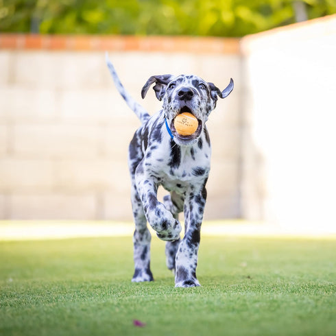 K9 Pack 4 Hyper Pet MINI Tennis Balls for Dogs Safe Dog Toys & Tennis Balls for Exercise, Training, Hyper Pet Kannon