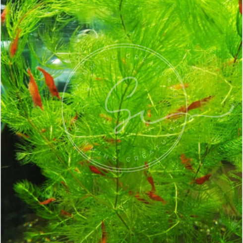 Swimming (2 Creatures Live Aquarium Plants Large Bunch Hornwort)