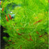 Swimming (2 Creatures Live Aquarium Plants Large Bunch Hornwort)