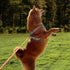 Dog Training Long Leash, Waterproof Heavy Duty Outdoor Recall Lead, 10ft 15ft 20ft 30ft 50ft, Orange (15FT)